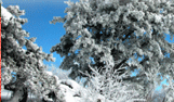 葛城山の樹氷の写真
