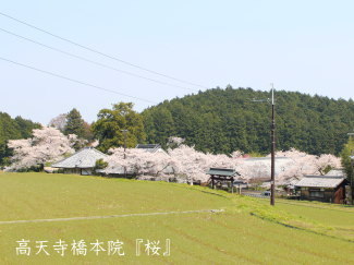 桜の写真（高天寺橋本院）