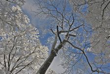 樹氷の写真
