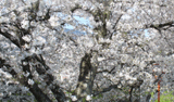 柳田川の桜の写真