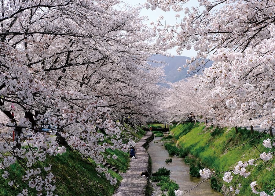 柳田川の桜