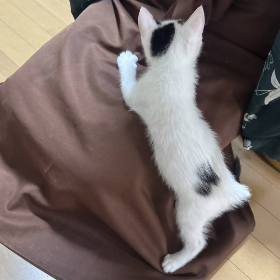 だい2