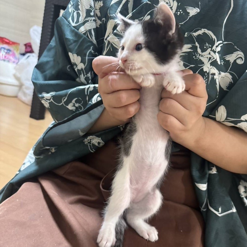 ふく2