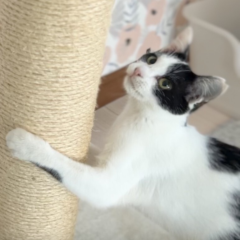 なな