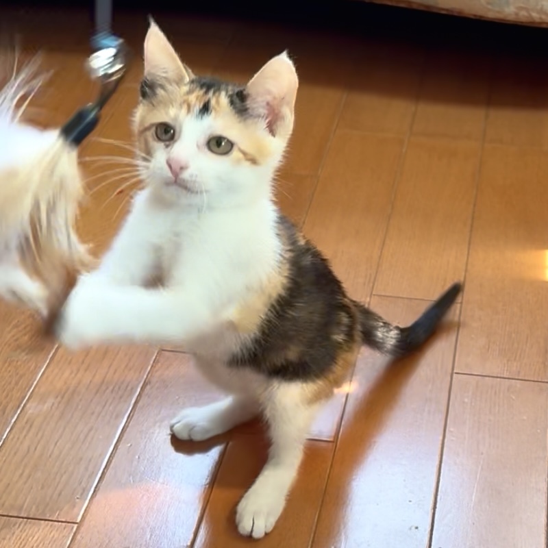 ペペ1