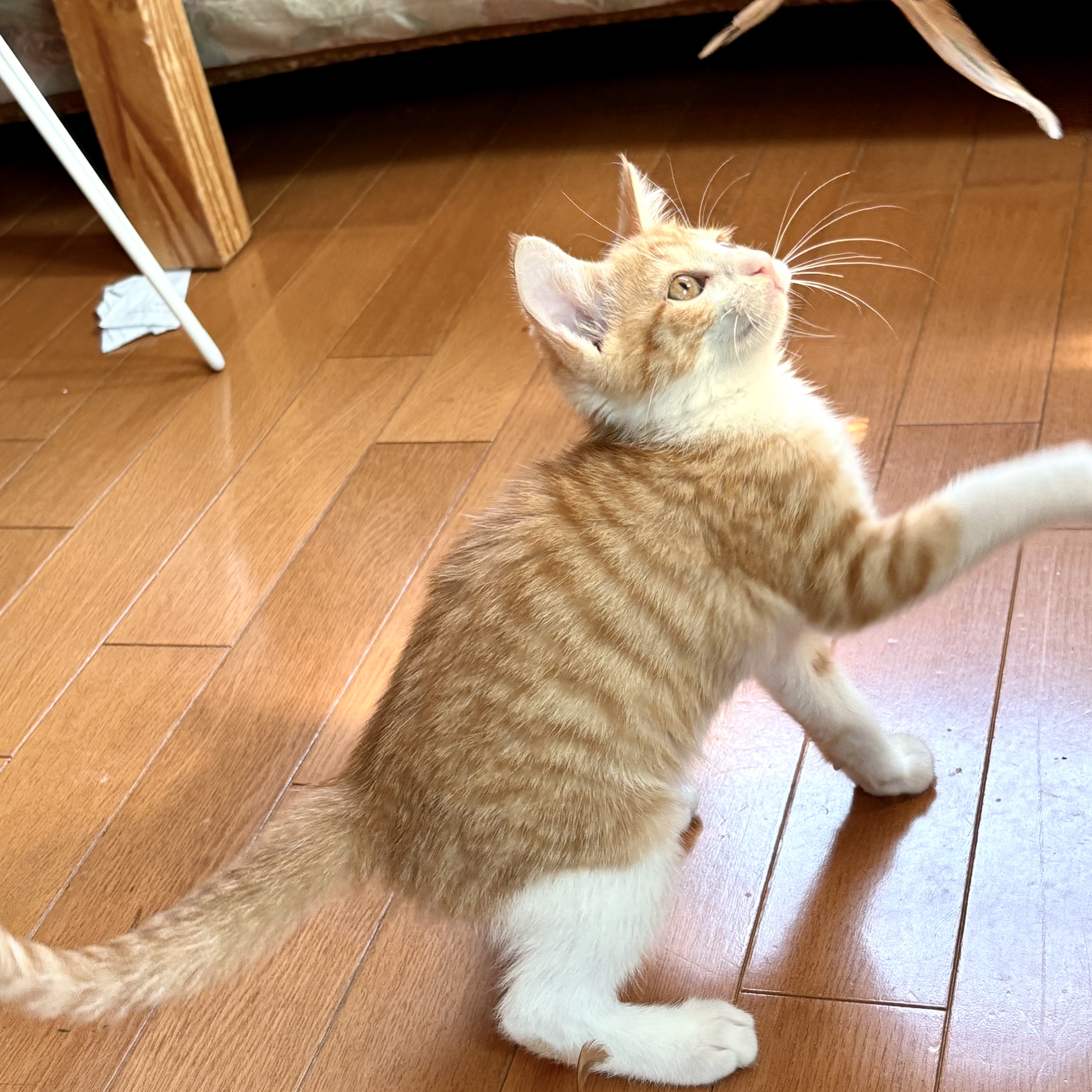 プー2