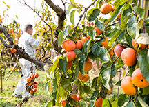 柿の木を手入れしている写真