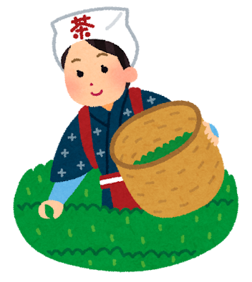 茶摘みをする女の人のイラスト