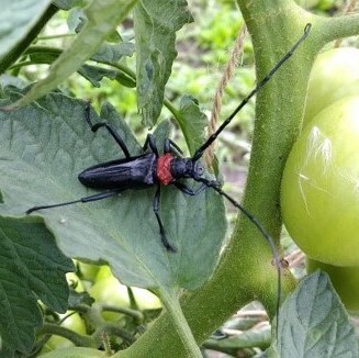 クビアカツヤカミキリの成虫