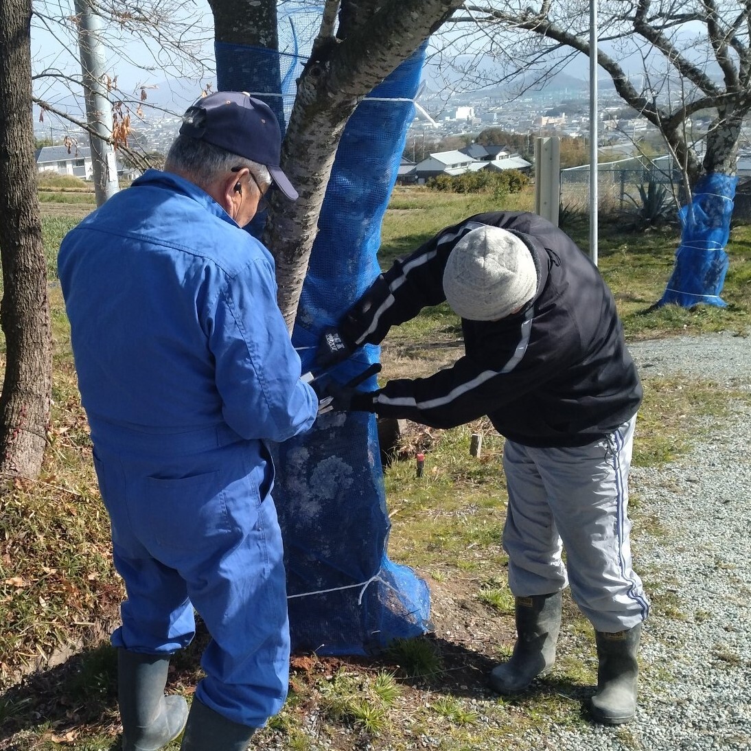 ネット巻き