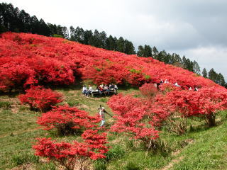 葛城山自然つつじ園の写真2