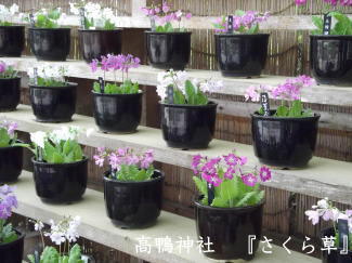 さくら草（展示）の写真