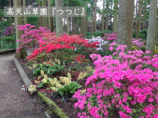 つつじの写真(高天山草園)