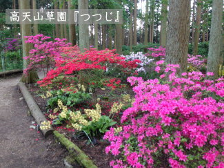 つつじの写真（高天山草園）