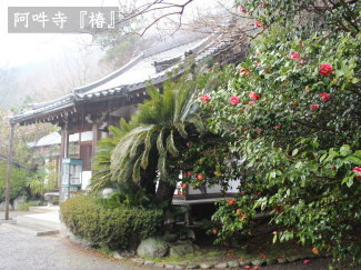 椿の写真(阿吽寺)