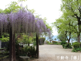 藤の写真（不動寺）