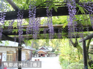 藤の写真（鴨都波神社）