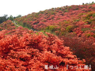 つつじの写真（葛城山）