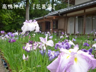 花菖蒲(展示)の写真