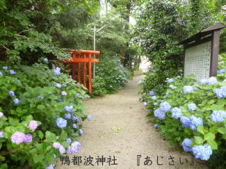 あじさいの写真（鴨都波神社）