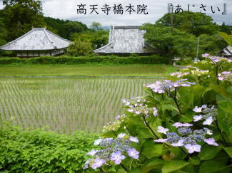 あじさいの写真（高天寺橋本院）