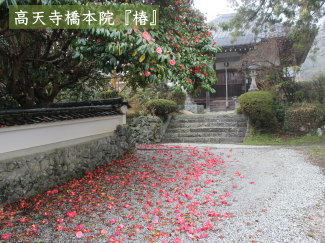 椿の写真(高天寺橋本院)