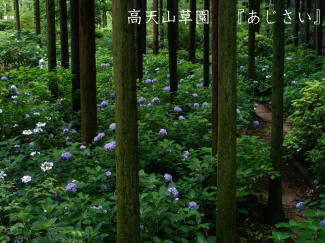 あじさいの写真（高天山草園）