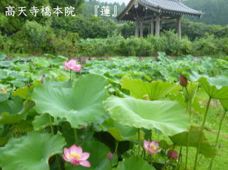 蓮の写真（高天寺橋本院）