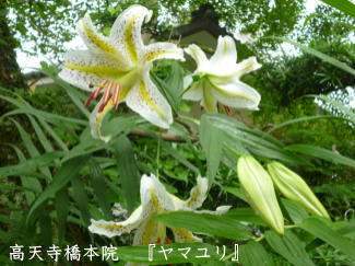 ヤマユリの写真(高天寺橋本院)