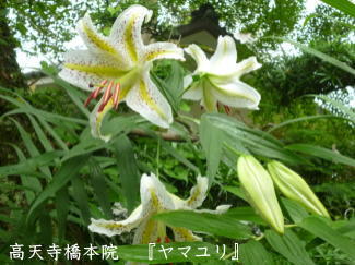 ヤマユリの写真（高天寺橋本院）