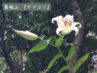 ヤマユリの写真(葛城山)