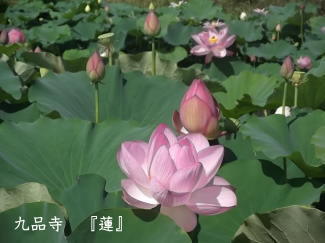 蓮の写真(九品寺)