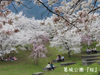 桜の写真（葛城公園）