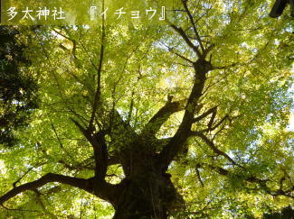 イチョウの写真（多太神社）