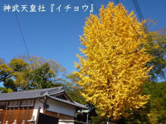 イチョウの写真（神武天皇社）