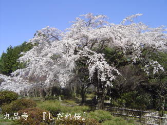 しだれ桜の写真