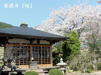 桜の写真（菩提寺）