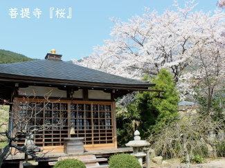 桜の写真(菩提寺)
