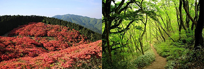 葛城山　春と夏の写真