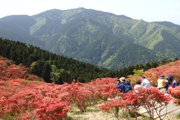 つつじ園から見た金剛山の写真