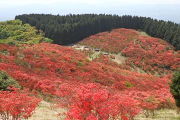 つつじ園の写真