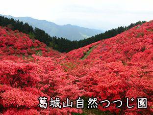 葛城山つつじ園の写真