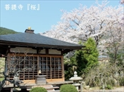 菩提寺　桜