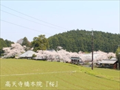 高天寺橋本院　桜