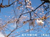高天寺橋本院　寒桜
