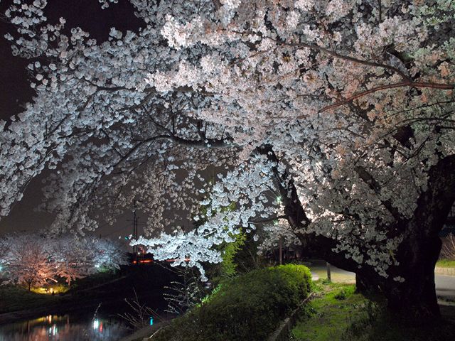 葛城川付近　桜