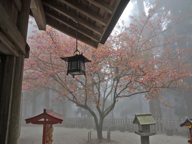 葛木神社にて撮影1