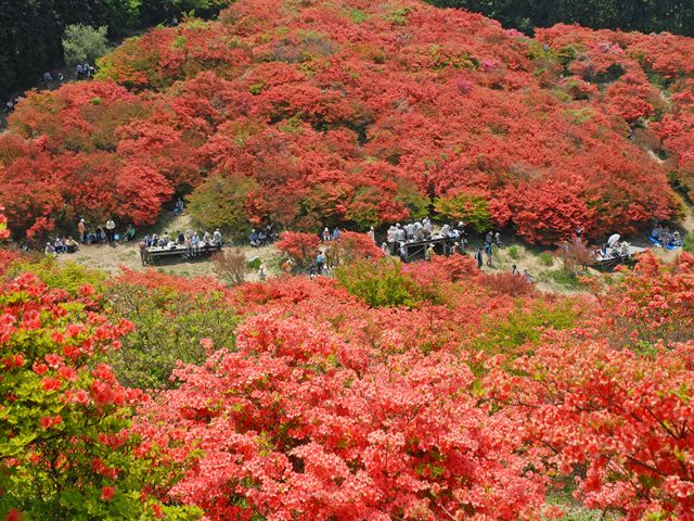 葛城山自然ツツジ園にて撮影